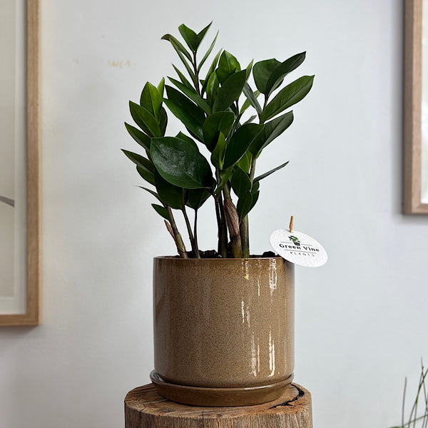 Zanzibar Gem in Medium Oslo Pot Espresso