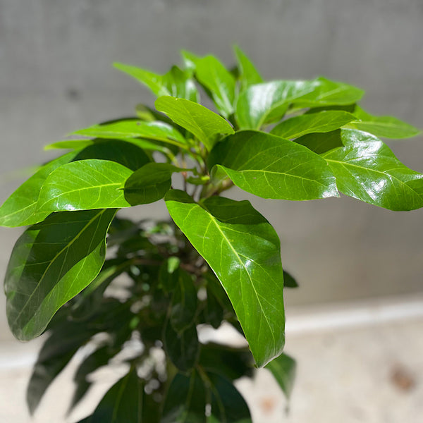 Schefflera Amate Umbrella Tree 300mm
