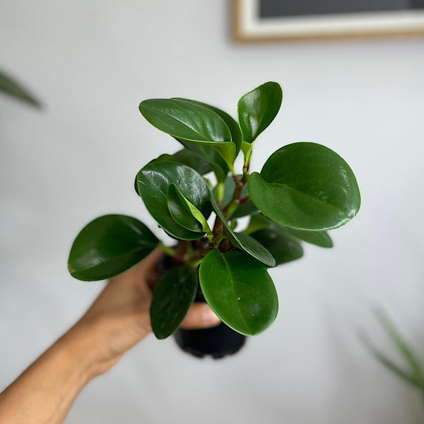 Peperomia Obtusifolia Jade 100mm