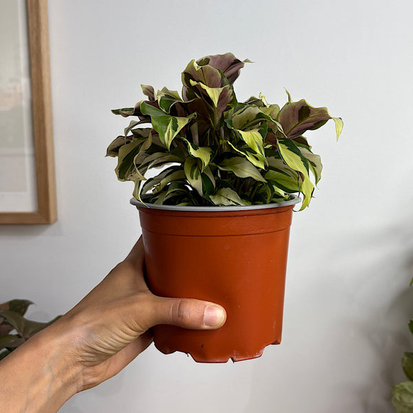 Calathea Thai Beauty 130mm