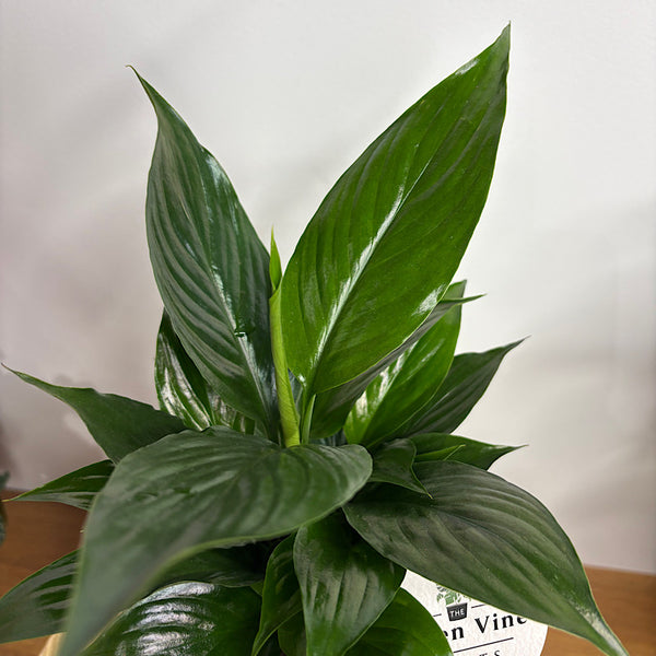 Peace Lily in Small Oslo Pot Mallow
