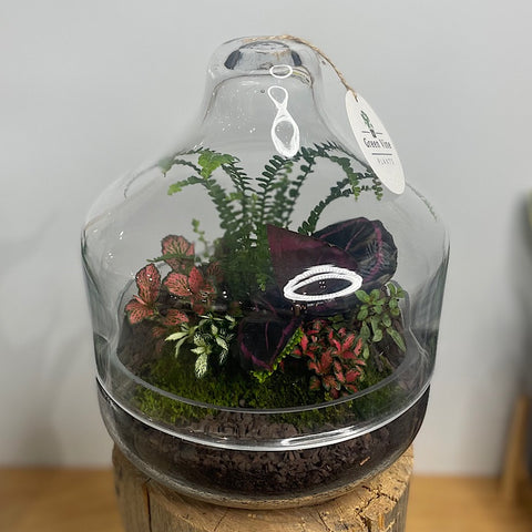 Large Teardrop Dome Terrarium #0422