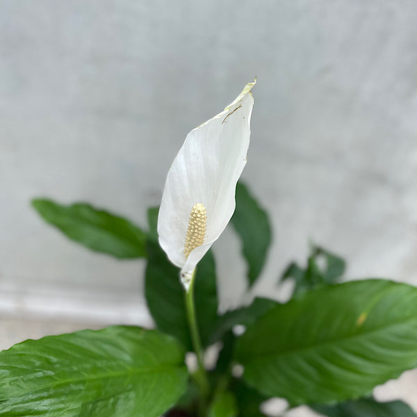 Spathiphyllum Peace Lily 200mm