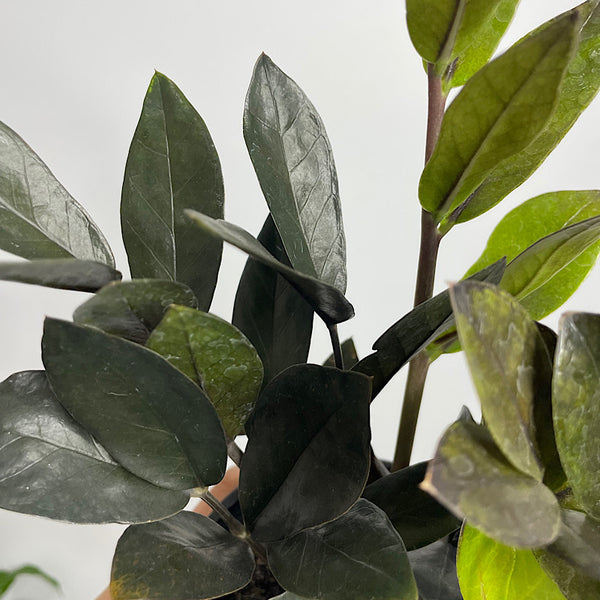 Zamioculcas Raven Black ZZ Plant 140mm