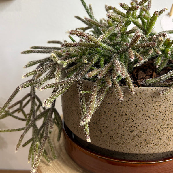 Rhipsalis Pilocarpa in Wide Pollock Pot Oxide