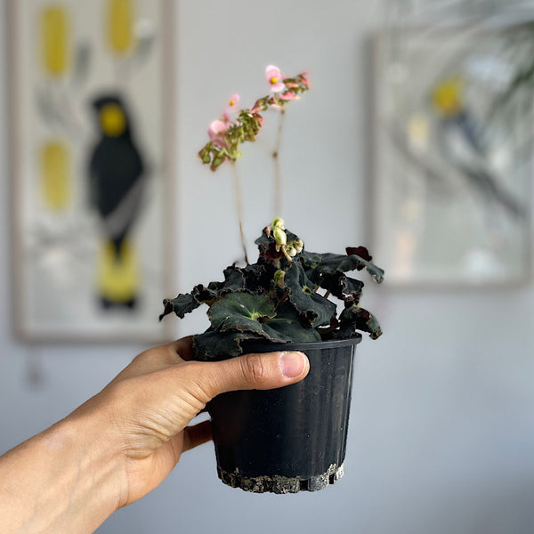 Begonia Rex Dark Mambo 100mm