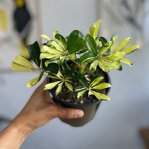 Schefflera Madam De Smet Dwarf Umbrella 130mm