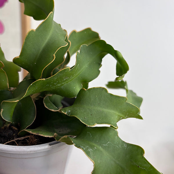 Epiphyllum Guatemalense Monstrose Curly Sue 105mm