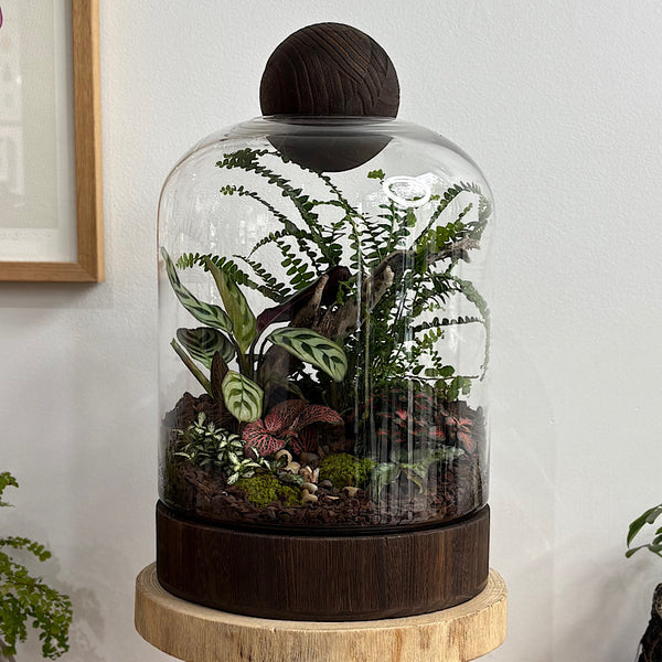 X-Large Helga Terrarium with Lush Forrest with Timber Base and Ball #1510