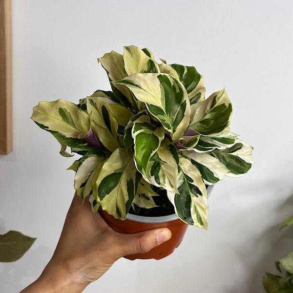 Calathea Thai Beauty 130mm