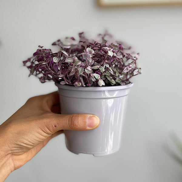 Callisia Repens Pink Lady 105mm