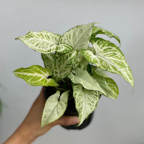 Syngonium Randy 130mm