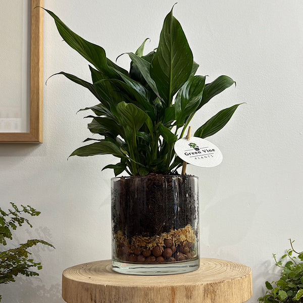 Domino Peace Lily in Small Glass Pot