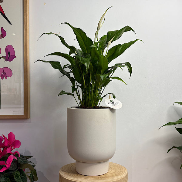 Peace Lily in Large Comet Planter Oatmeal