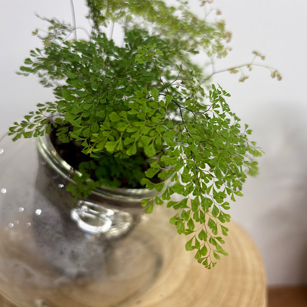 Maidenhair Charlotte Fern in Tilted Self Watering Glass Po