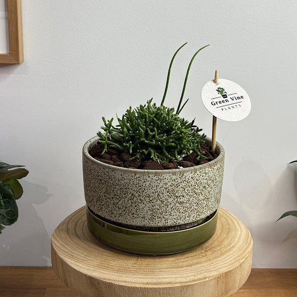 Rhipsalis Coral Cactus in Wide Pollock Pot Limestone
