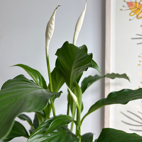 Peace Lily in Medium Gerti Pot Speckled White