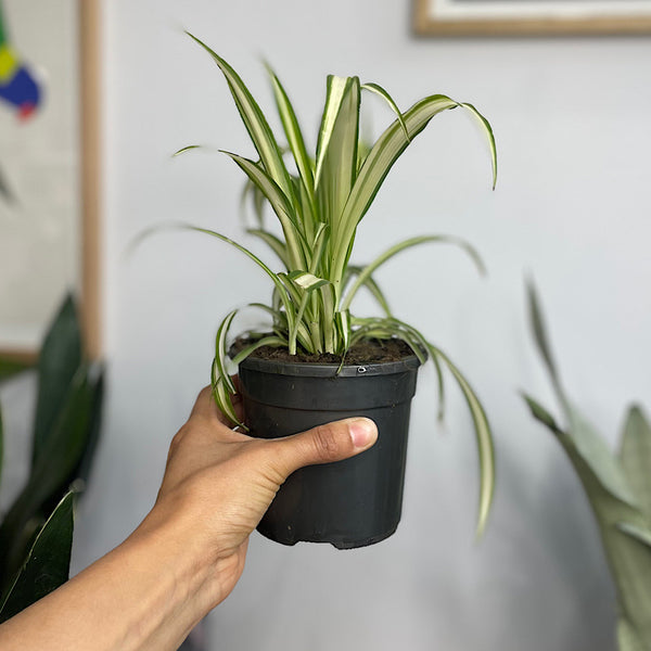 Chlorophytum Comosum Spider Plant 120mm