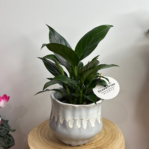 Peace Lily in Jesse Pot Sky