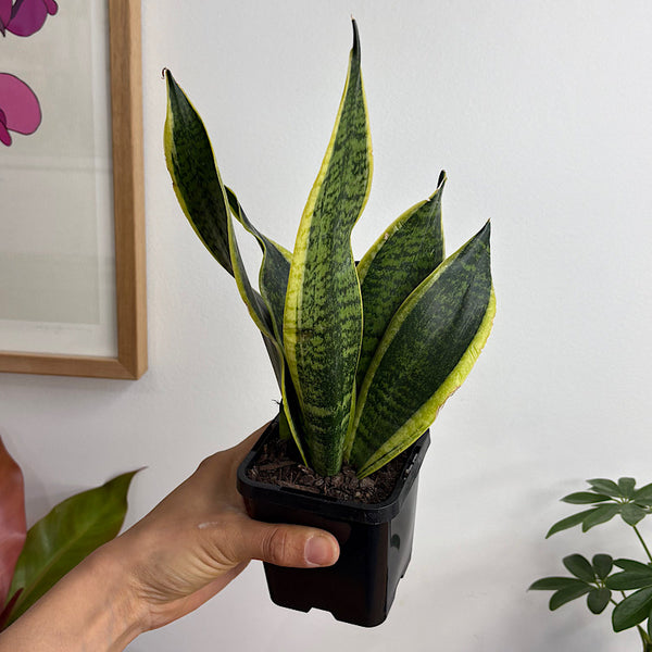 Sansevieria Superba Snake Plant 100mm