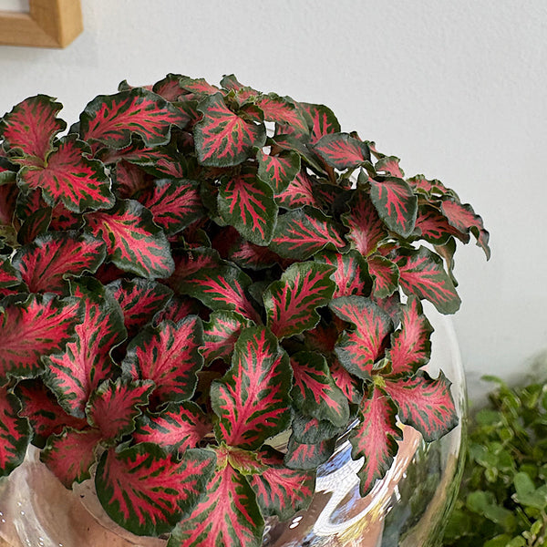 Fittonia Red in Small Self Watering Glass Pot