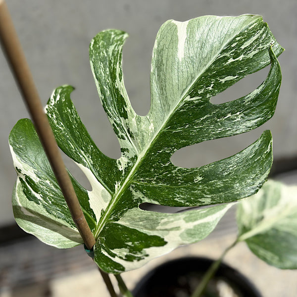 Monstera Borsigiana Albo Variegated Monstera 200mm