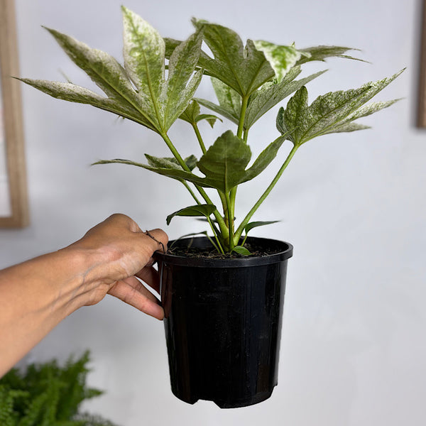 Fatsia Japonica Spider's Web 140mm