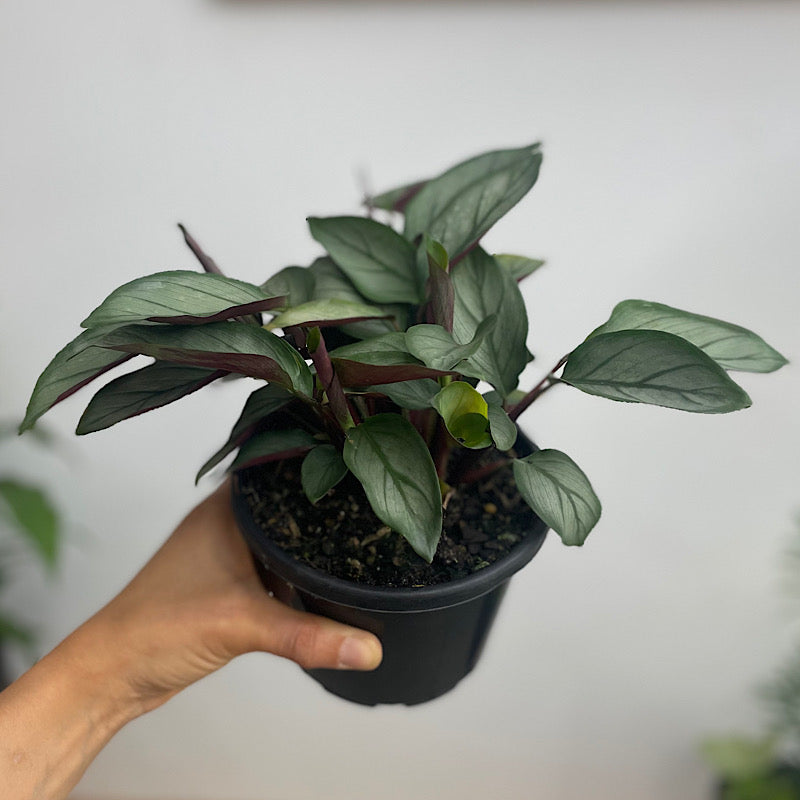 Ctenanthe Grey Star 130mm