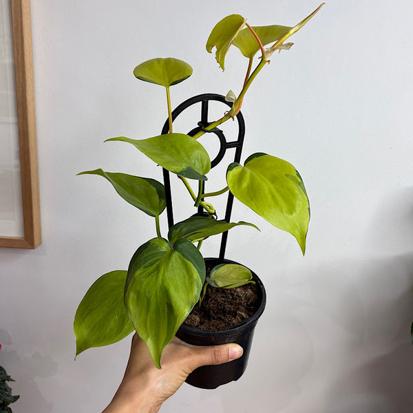 Philodendron Hederaceum Brasil 120mm