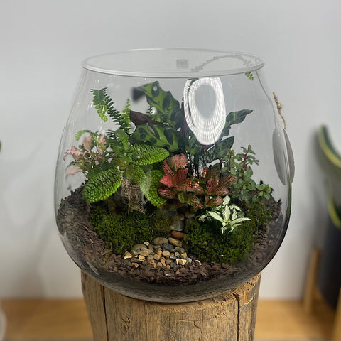 Lush Teardrop Terrarium #0423