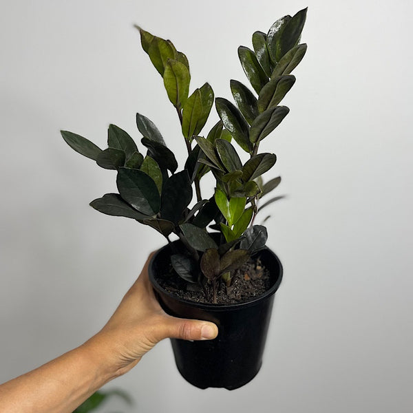 Zamioculcas Raven Black ZZ Plant 140mm