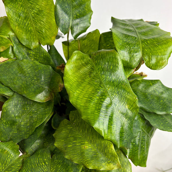 Calathea Musaica 170mm