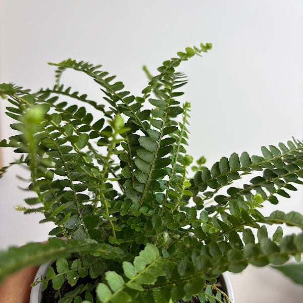 Nephrolepis Cordifolia Duffii Fern 105mm