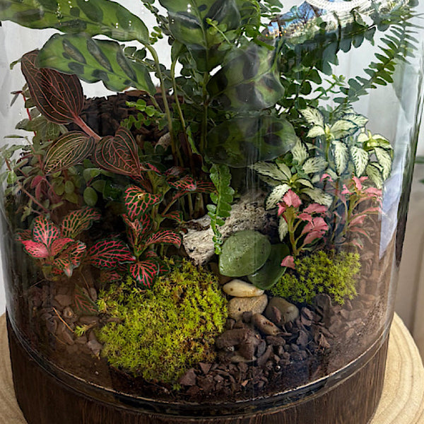 Large Helga Terrarium with Lush Forrest with Timber Base and Ball #0709