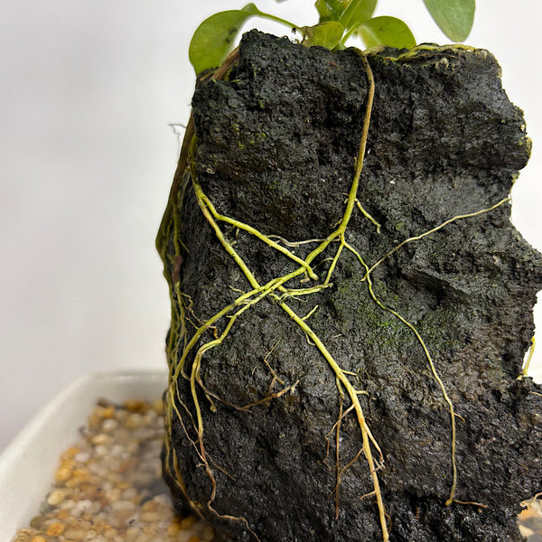 Schefflera Life on the Rocks in Parchment Pot