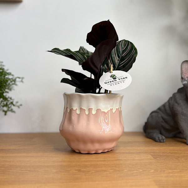 Calathea Ornata Pinstripe in Jesse Pot Pink