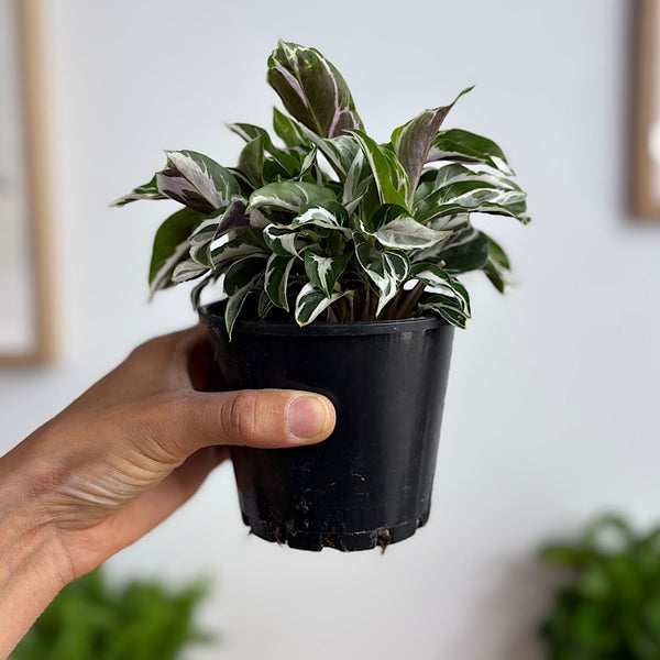 Calathea White Fusion 100mm