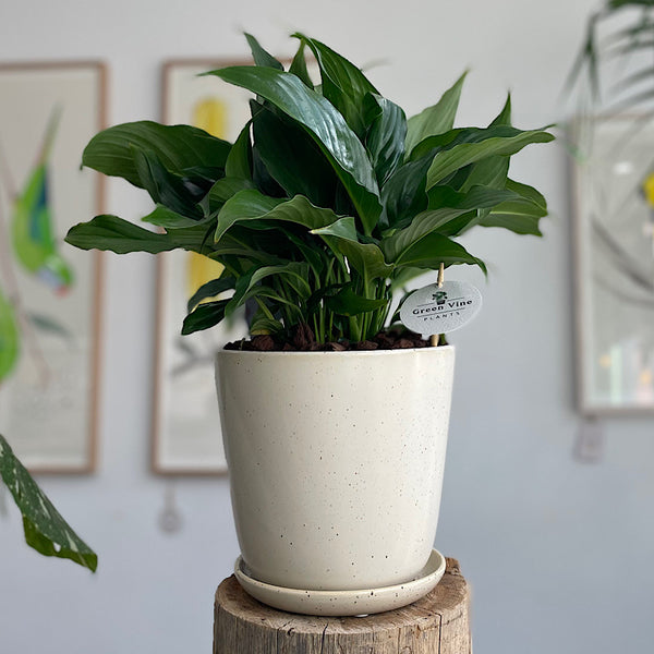 Peace Lily in Large Gerti Pot Speckled White