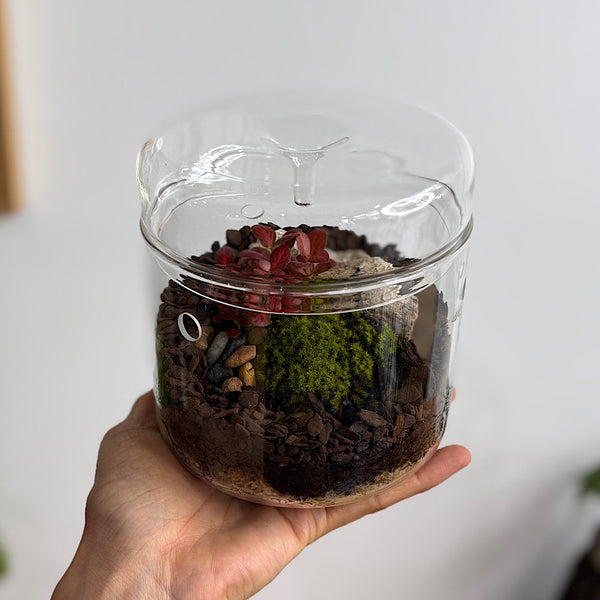 Astrid Small Drip Terrarium with Fittonias & Moss