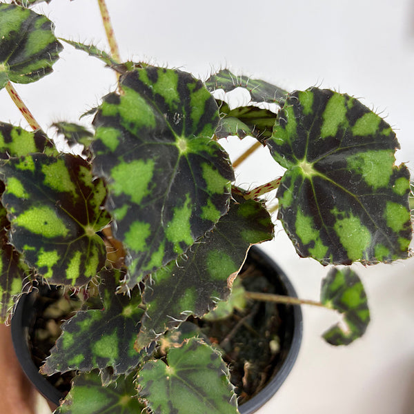 Begonia Rex Tiger Eyelash Begonia 100mm
