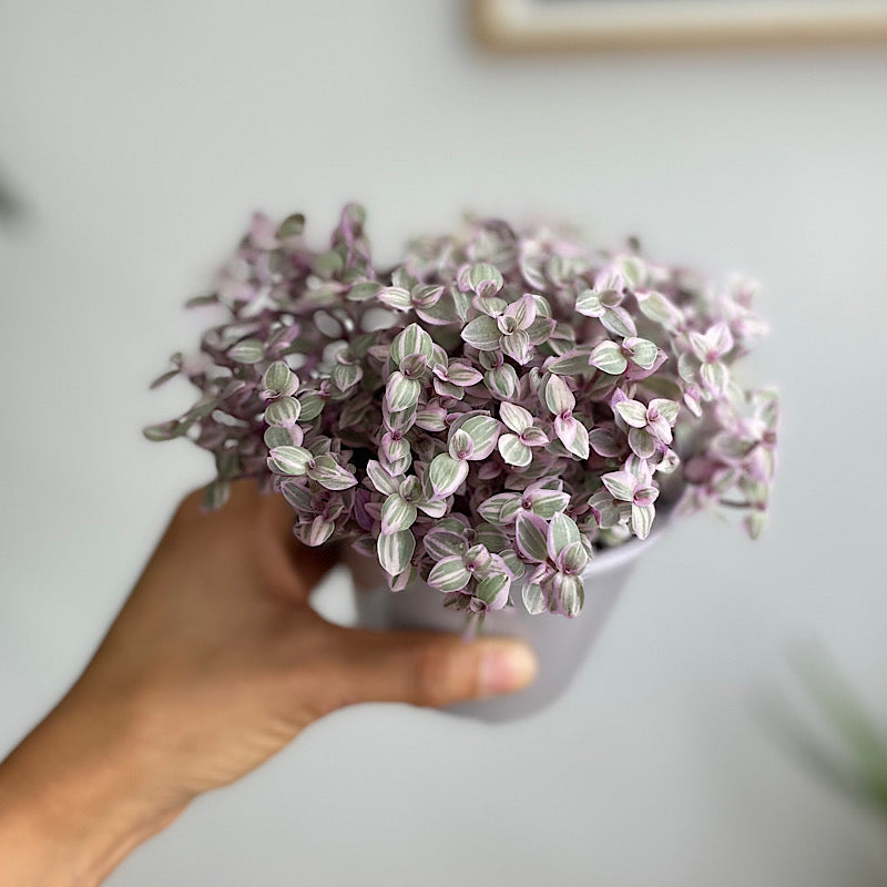 Callisia Repens Pink Lady 105mm