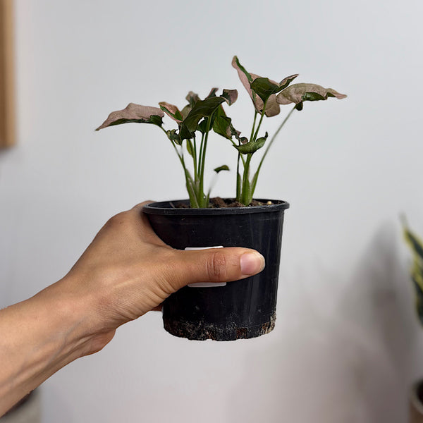 Syngonium Pink Lava 100mm