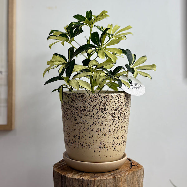 Variegated Umbrella Tree in Gerti Pot Cookies & Cream