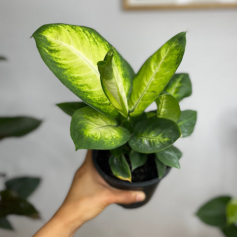 Dieffenbachia Tropic Marianne 130mm