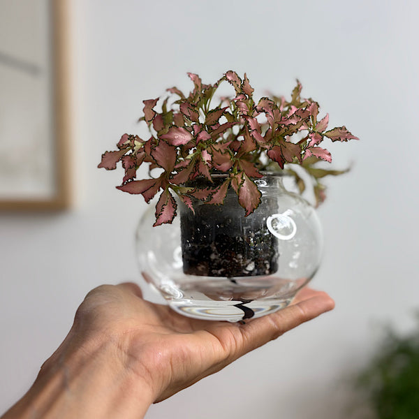 Fittonia in Small Self Watering Glass Pot