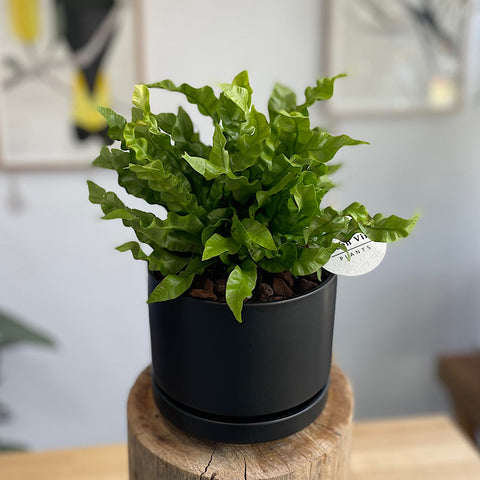 Crispy Wave Birds Nest Fern in Medium Zurich Pot Black