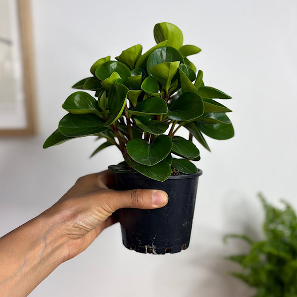 Peperomia Obtusifolia Jade Compact 100mm