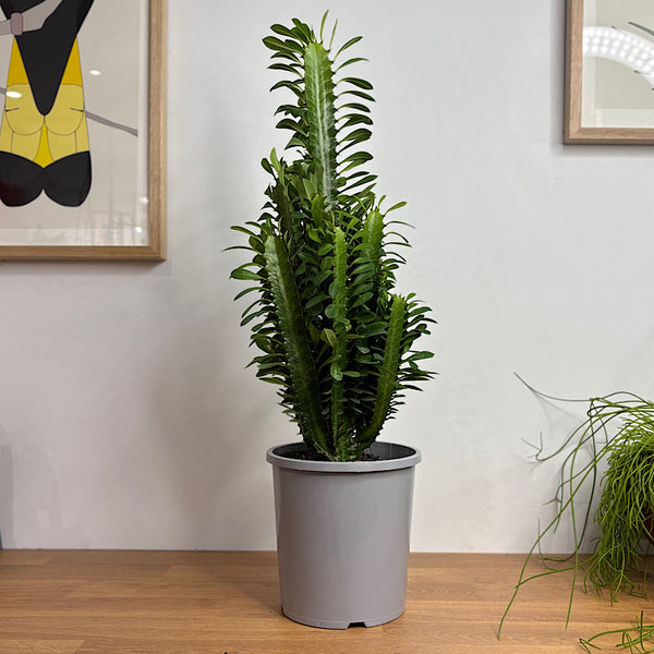 Euphorbia Trigona Green 170mm