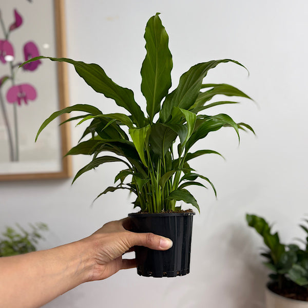 Spathiphyllum Sweet Chico 100mm
