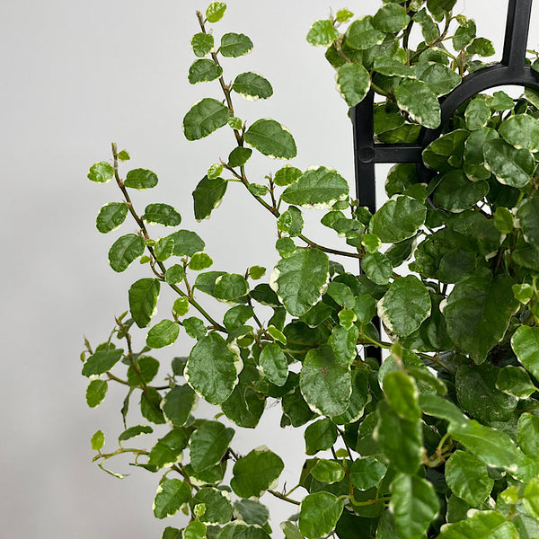 Ficus Ice Caps in Large Clear Self Watering Glass Pot
